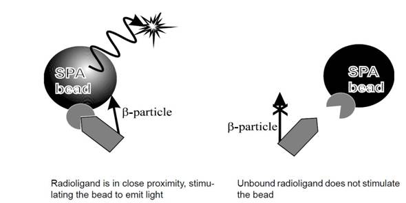 その他、多様な生物学的プロセスの解析 ＊Scintillation proximity assay（SPA）