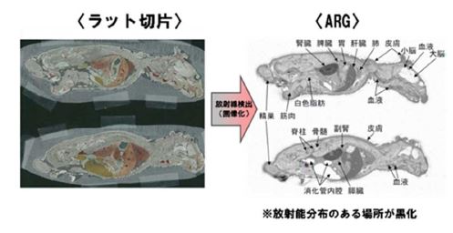 ラット切片