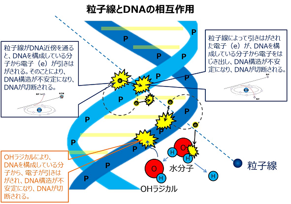 粒子線とDNAの相互作用